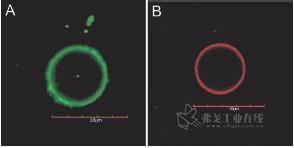 图4. 采用共焦激光扫描显 微镜摄制的水溶液中荧光 CdSe 纳米囊状体的图像， 纳米粒子直径分别为2.6 nm （A） 和3.1 nm（B）。