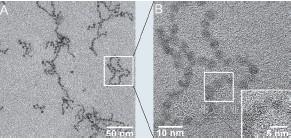 图5. 采用透射电子显微镜 （A）和高分辨透射电子显 微镜（B）摄制的链状纳米 微粒聚集体图像，链中相邻 的纳米粒子之间的距离明显 减小。
