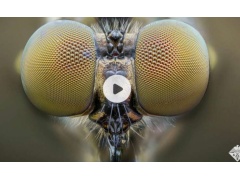 蚊子眼睛作用大！ 研究人员受启发研复合透镜可用于自动驾驶汽车等